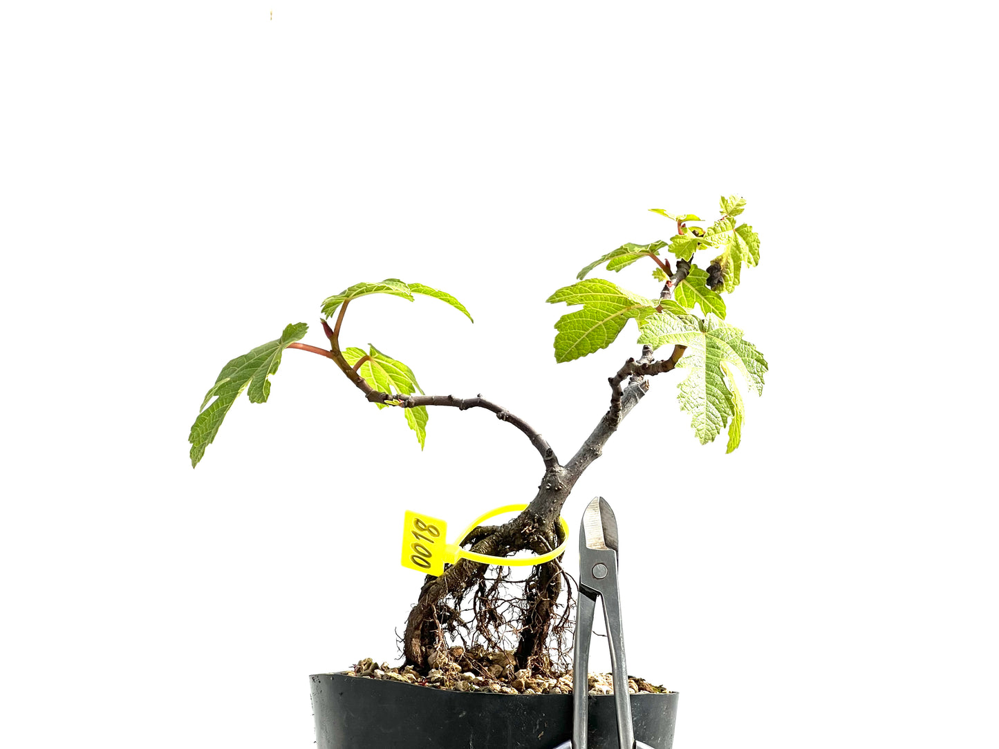 Ficus Carica Neagari 0018