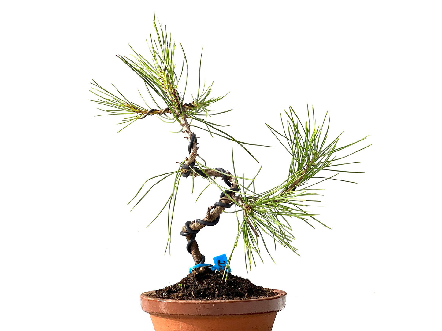Pinus Densiflora 2375