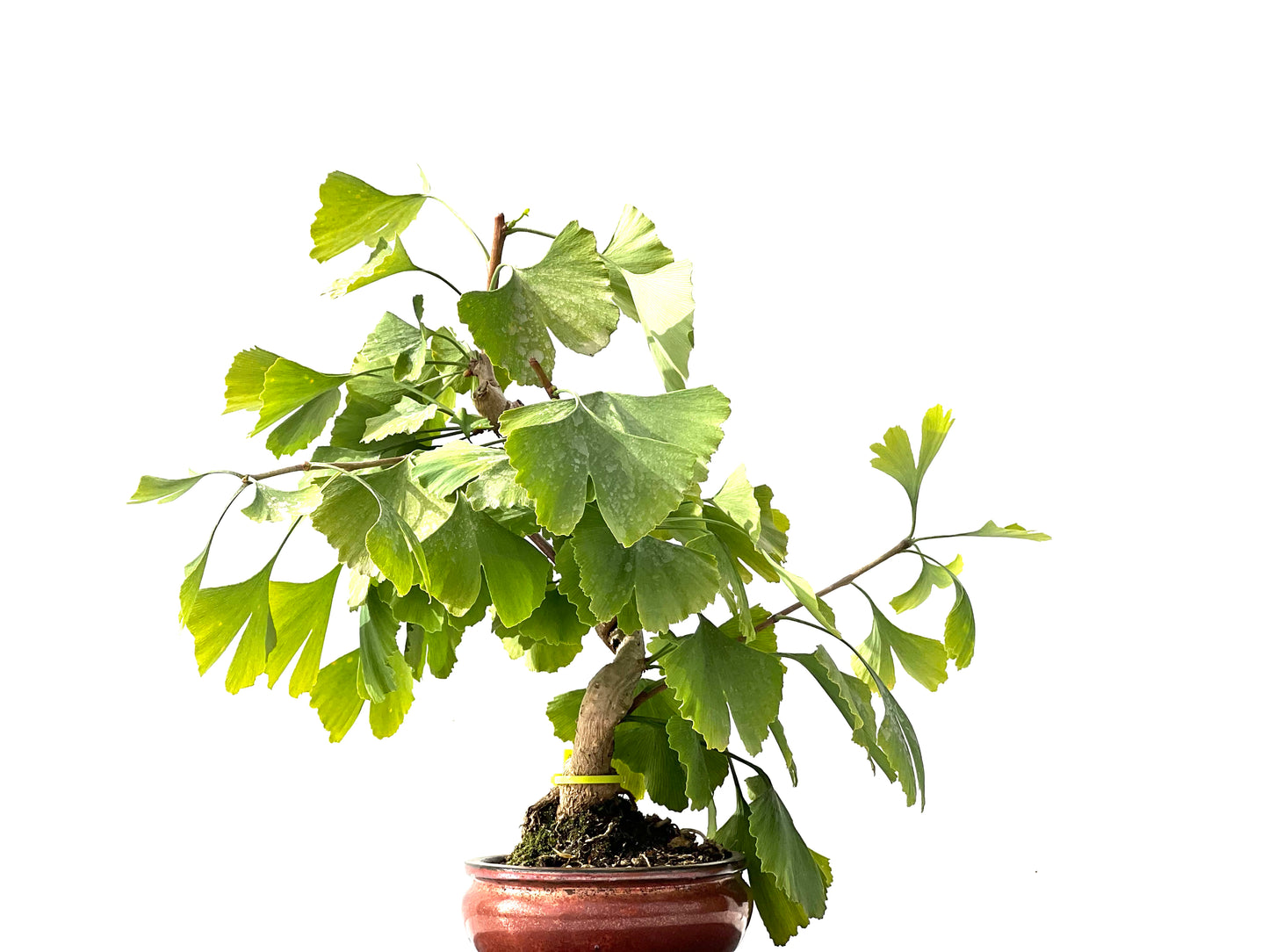 Ginkgo Biloba 2380