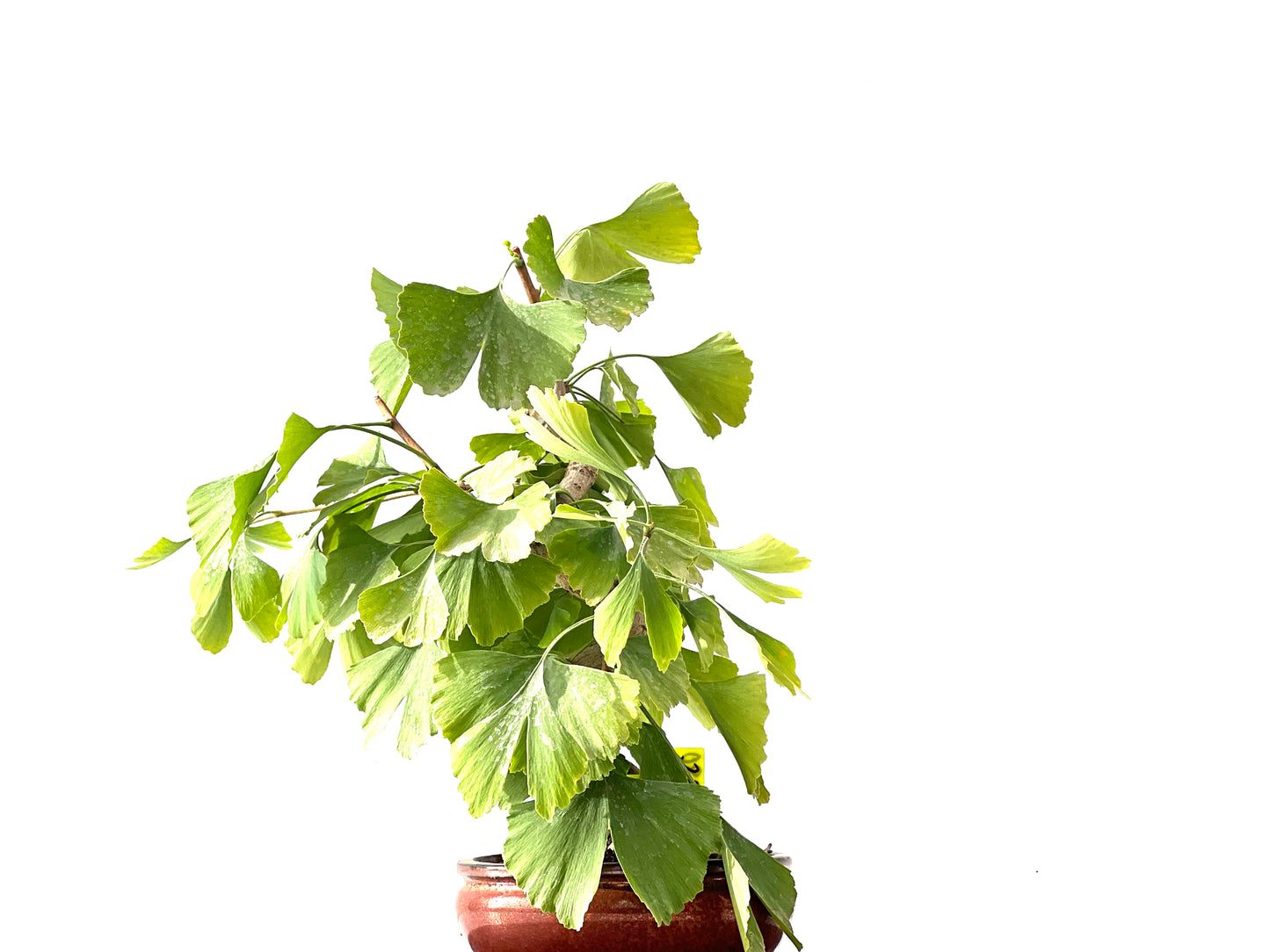 Ginkgo Biloba 2380