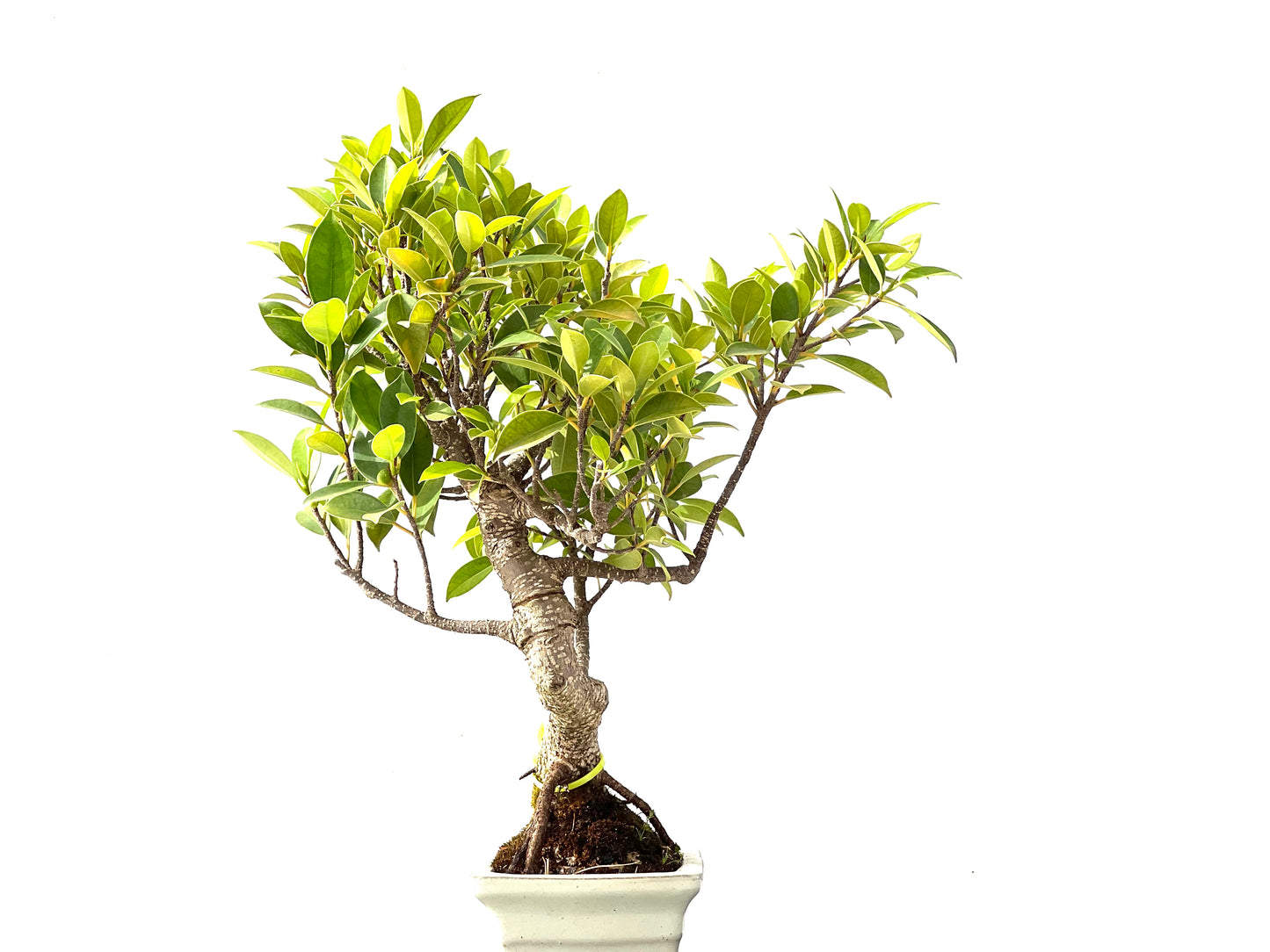 Ficus Tiger Bark 2398