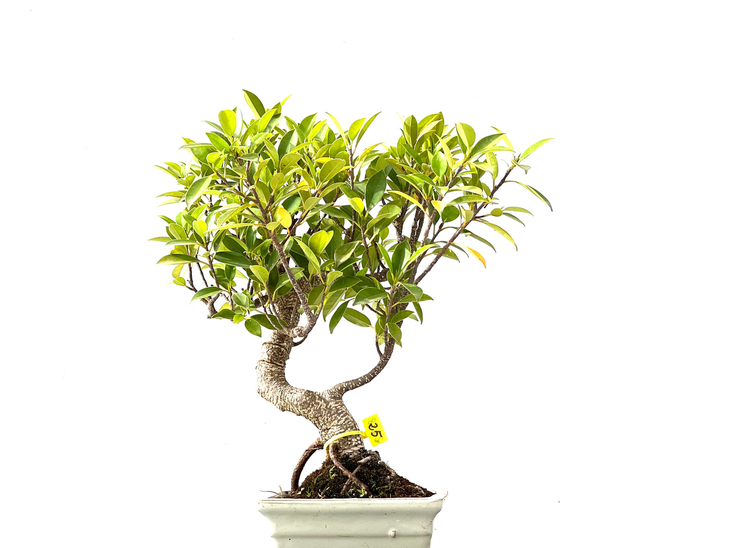 Ficus Tiger Bark 2398