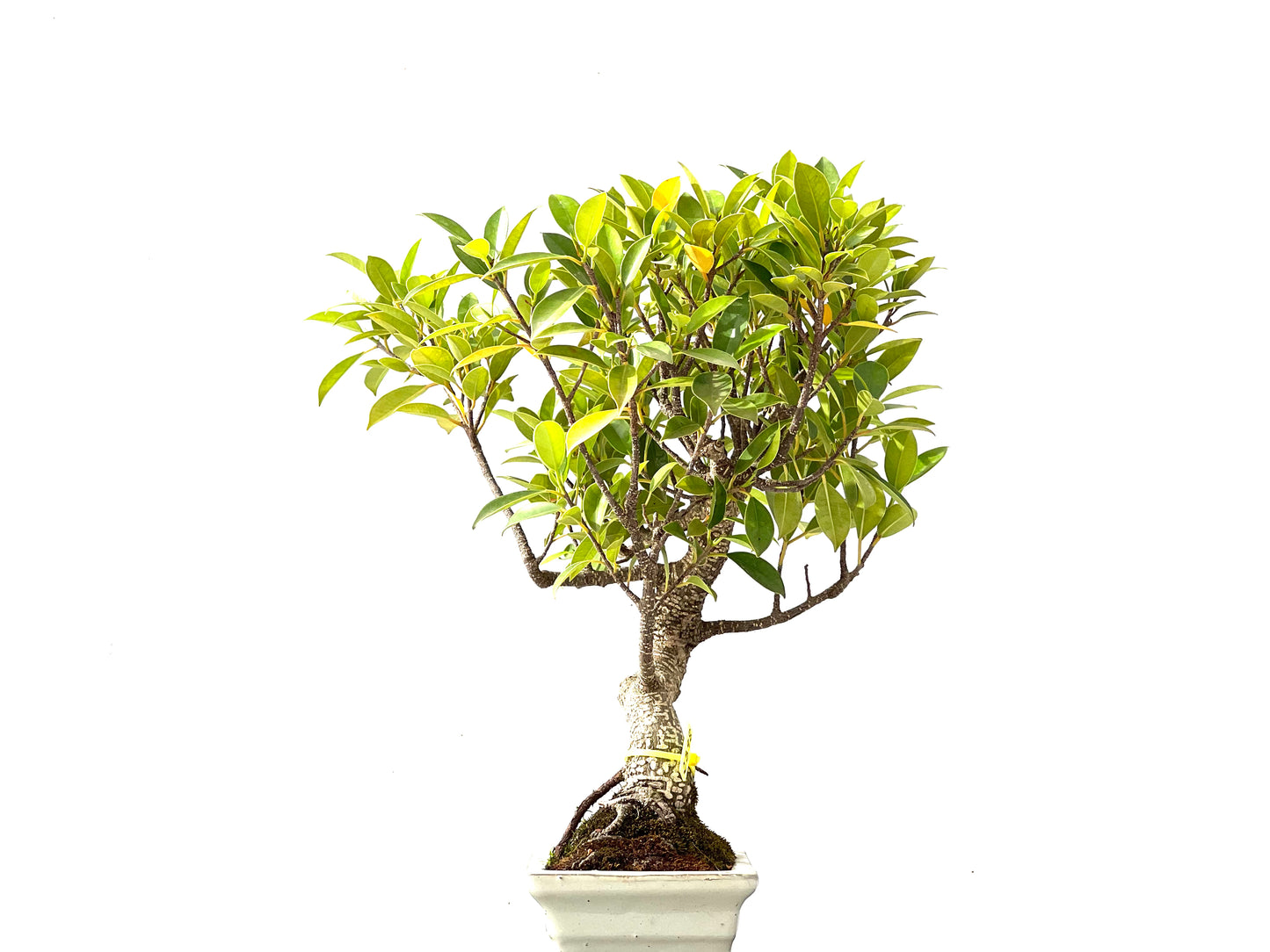 Ficus Tiger Bark 2398