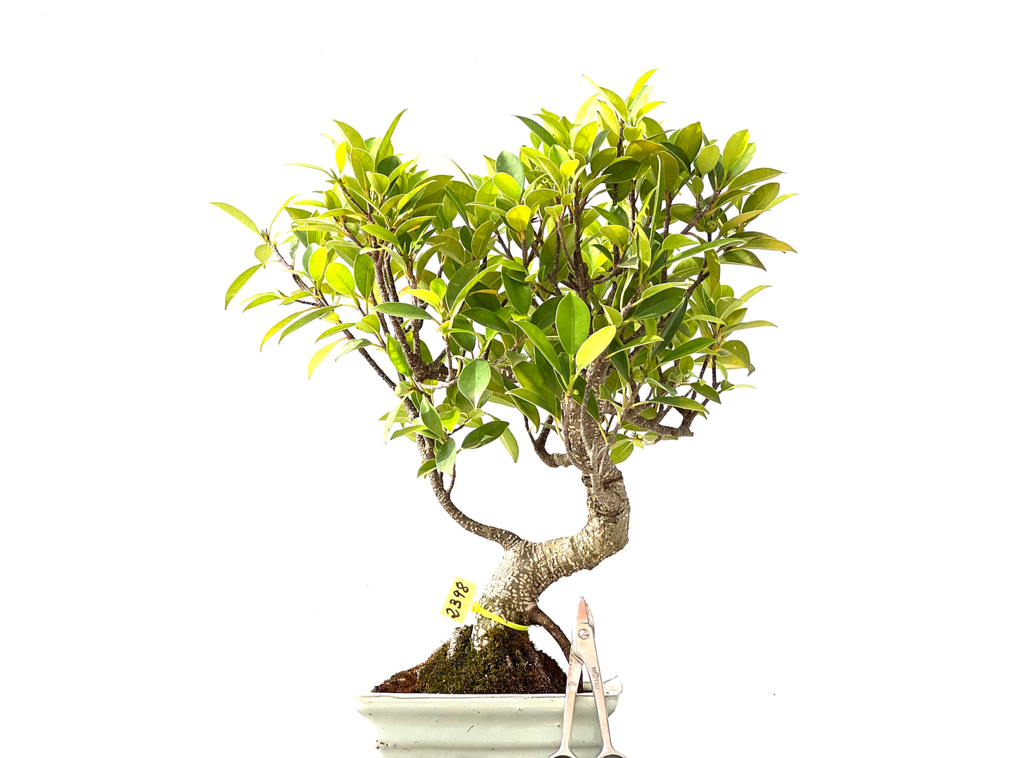 Ficus Tiger Bark 2398