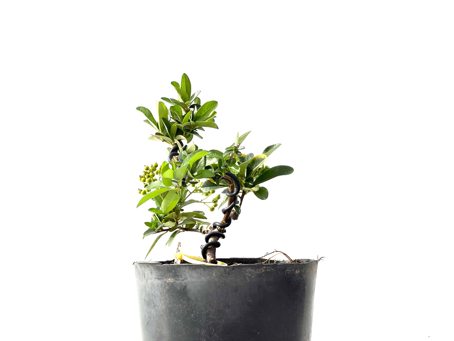 Pyracantha 2387