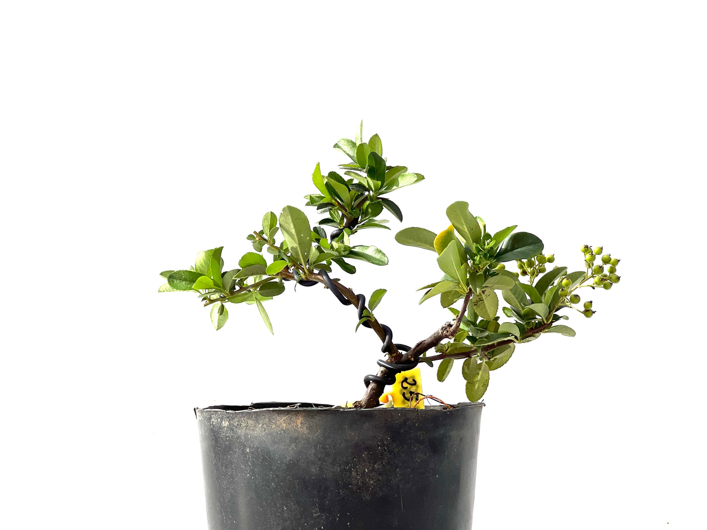 Pyracantha 2387