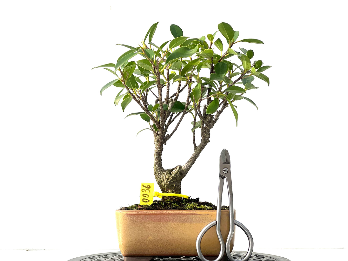 Ficus Tiger Bark 0036
