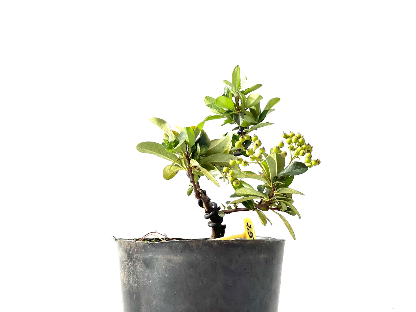 Pyracantha 2387