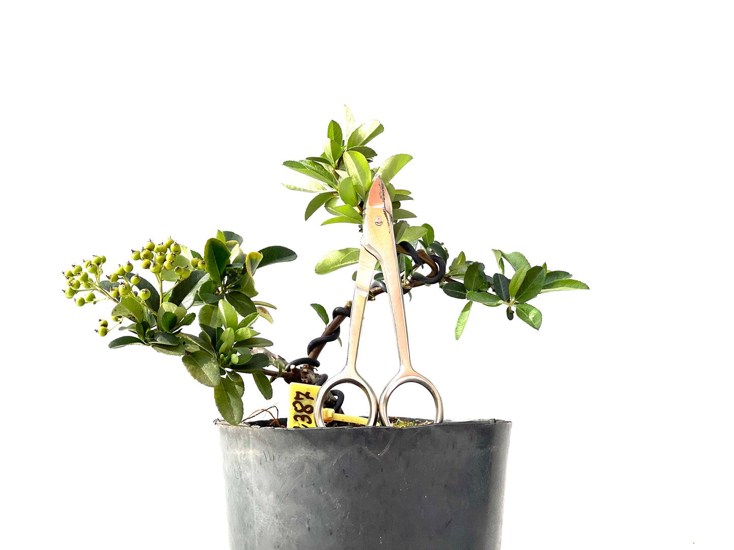 Pyracantha 2387