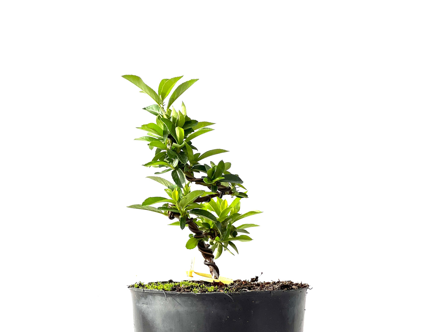 Pyracantha 2394