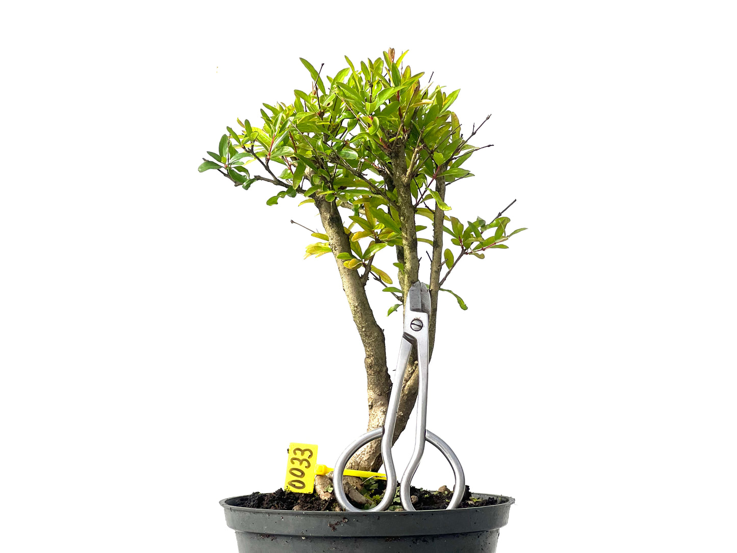 Punica Granatum Nana 0033