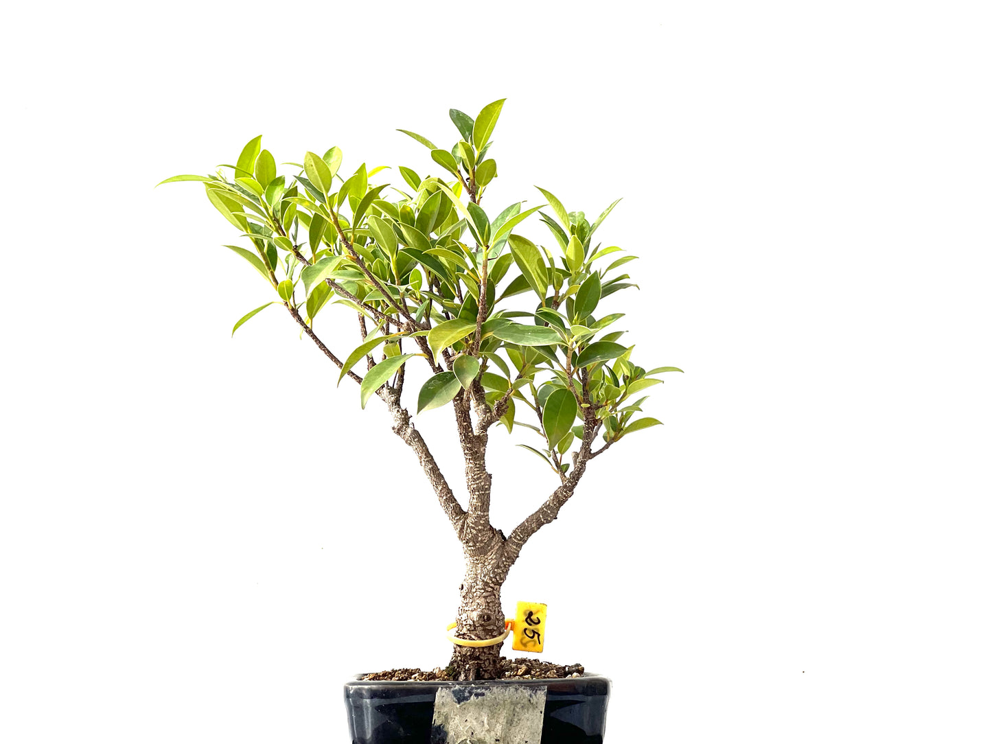 Ficus Tiger Bark 2396