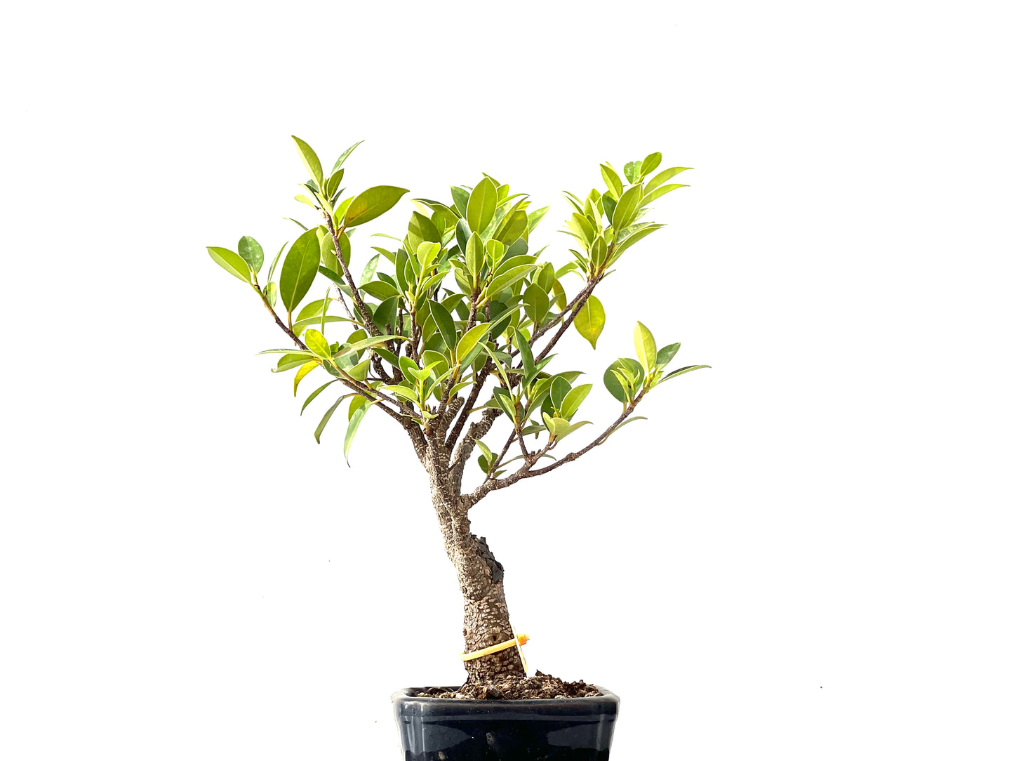 Ficus Tiger Bark 2396