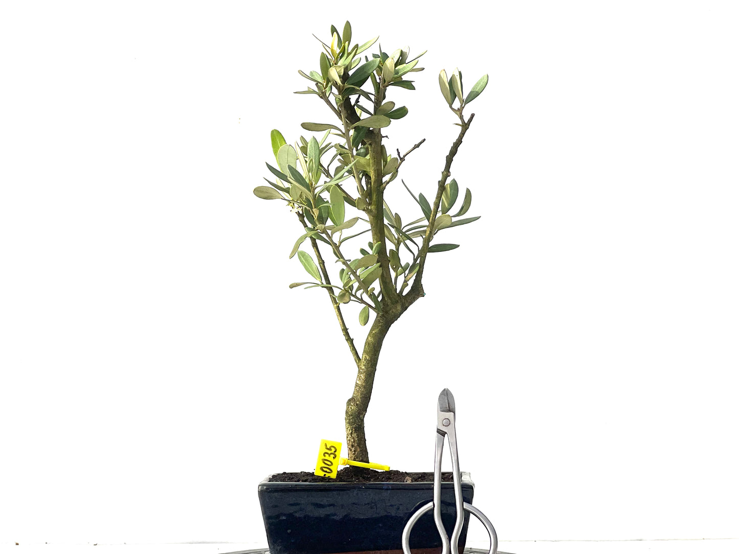 Olea Europaea 0035