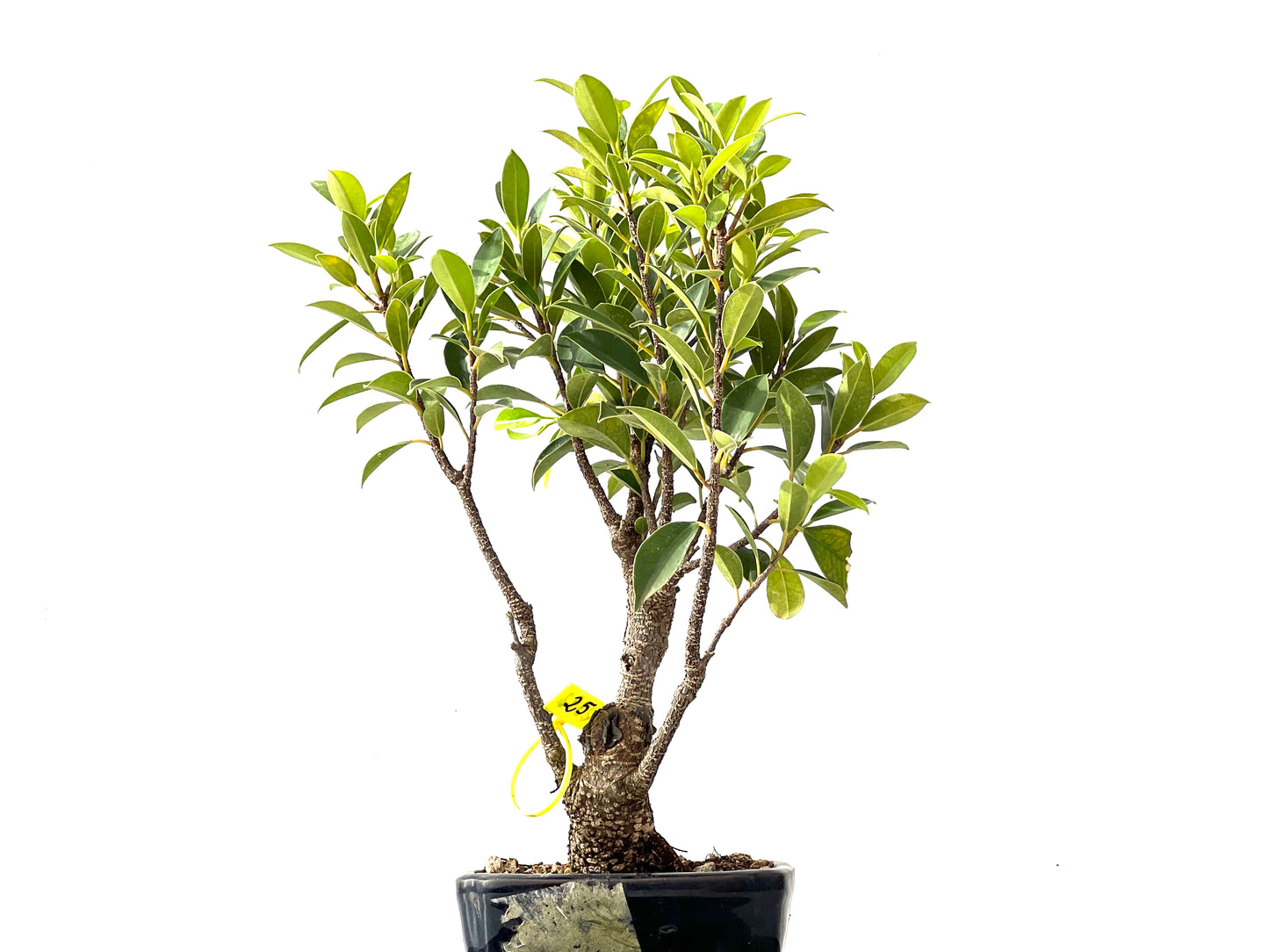 Ficus Tiger Bark 2392