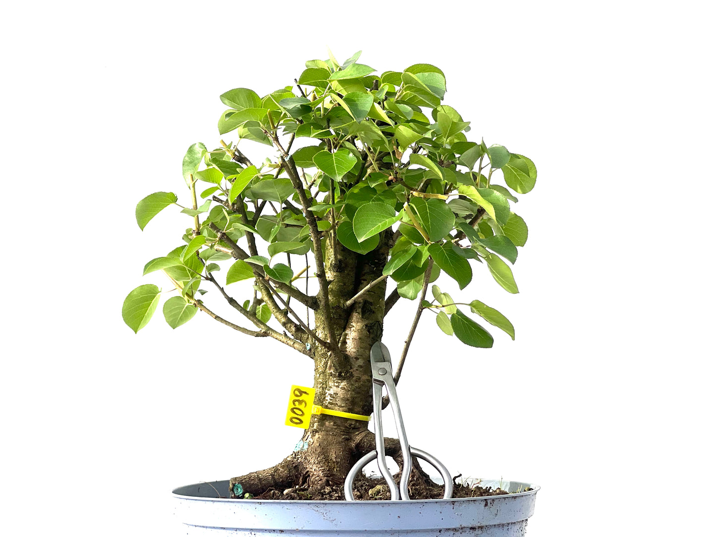 Prunus Mahaleb 0039