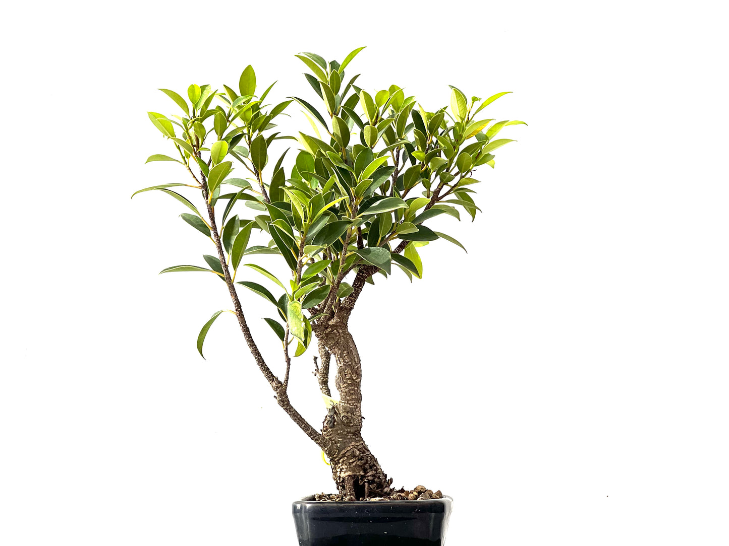 Ficus Tiger Bark 2392
