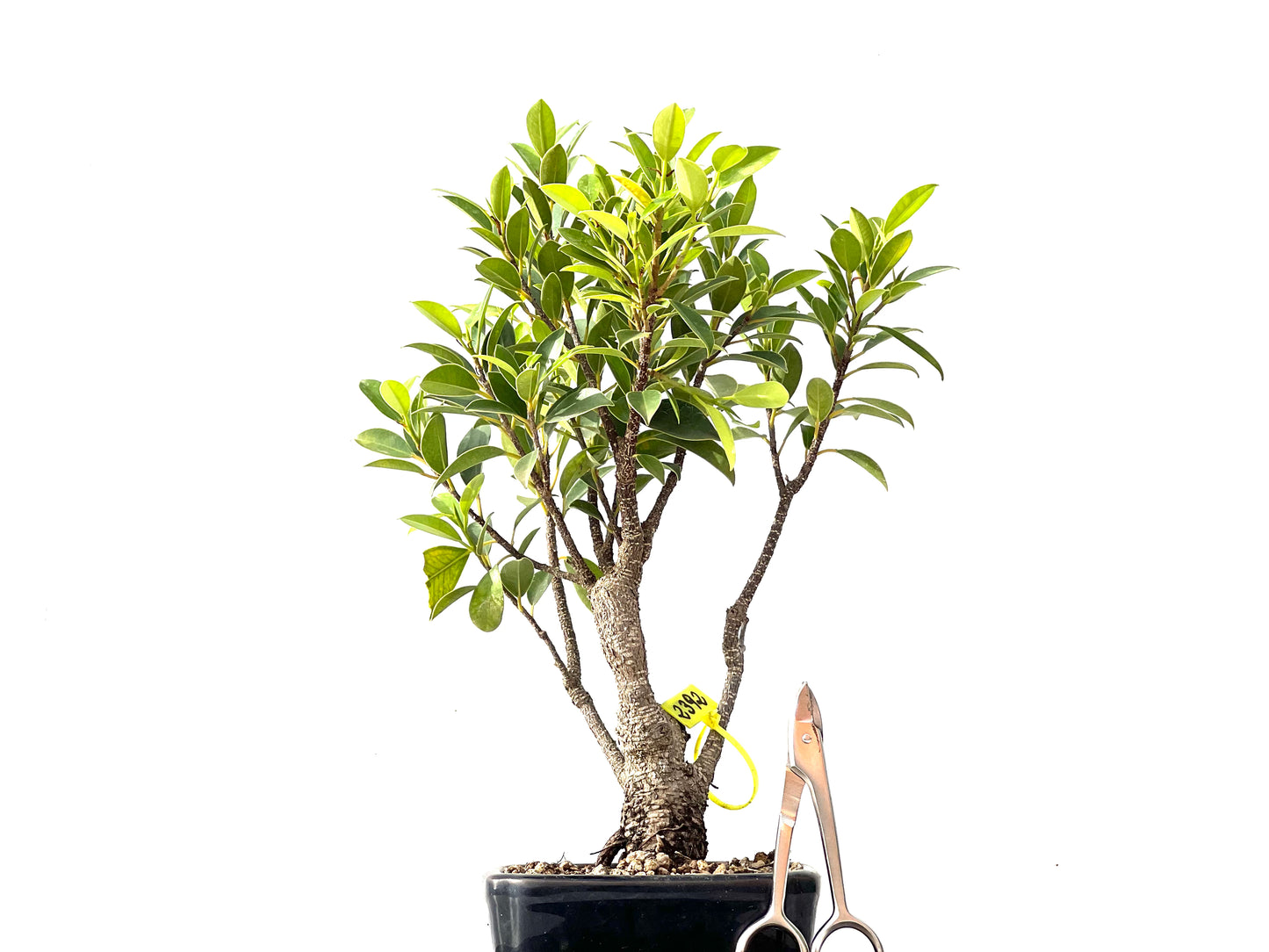 Ficus Tiger Bark 2392