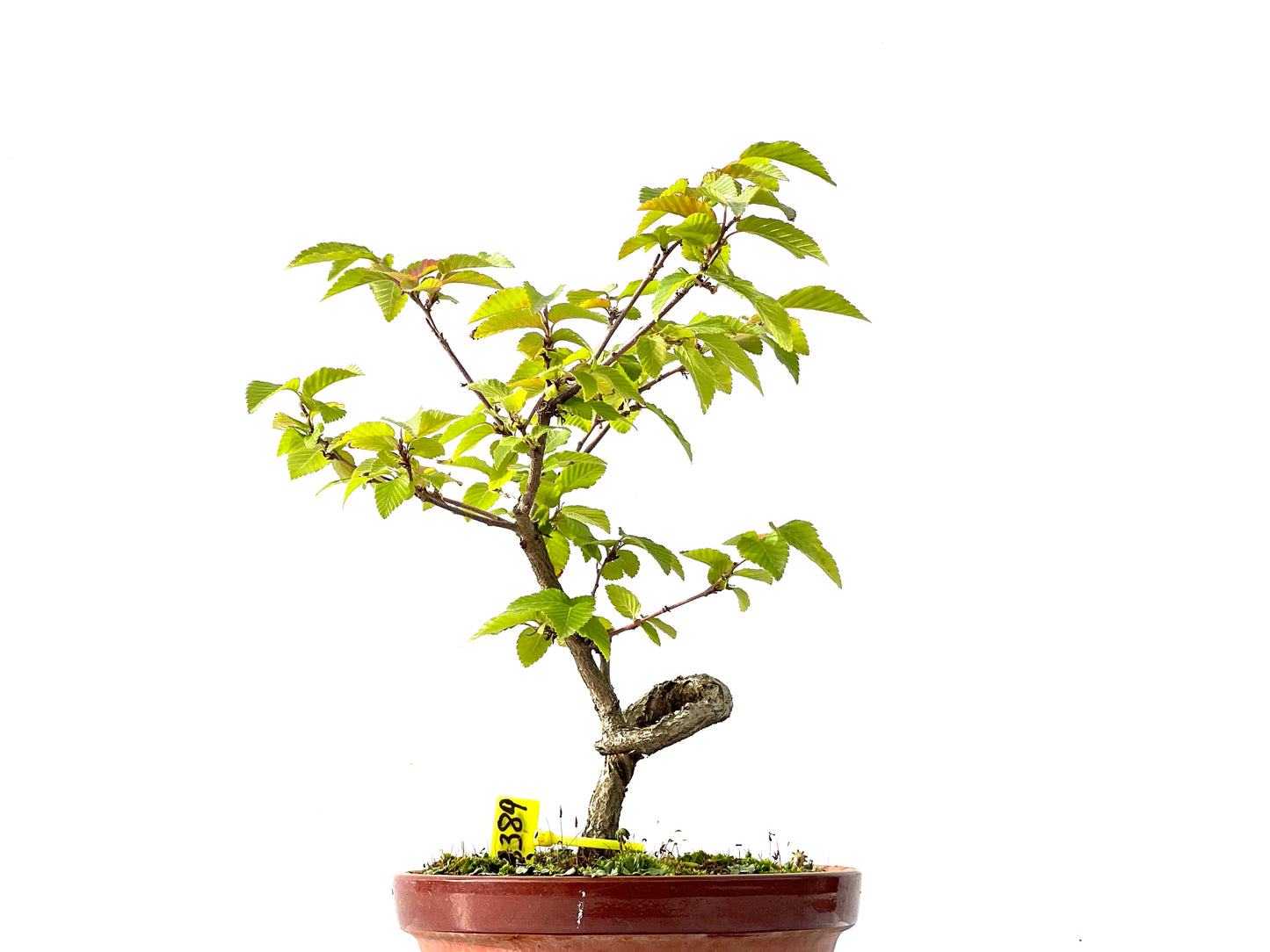 Carpinus Turczaninovii 2389