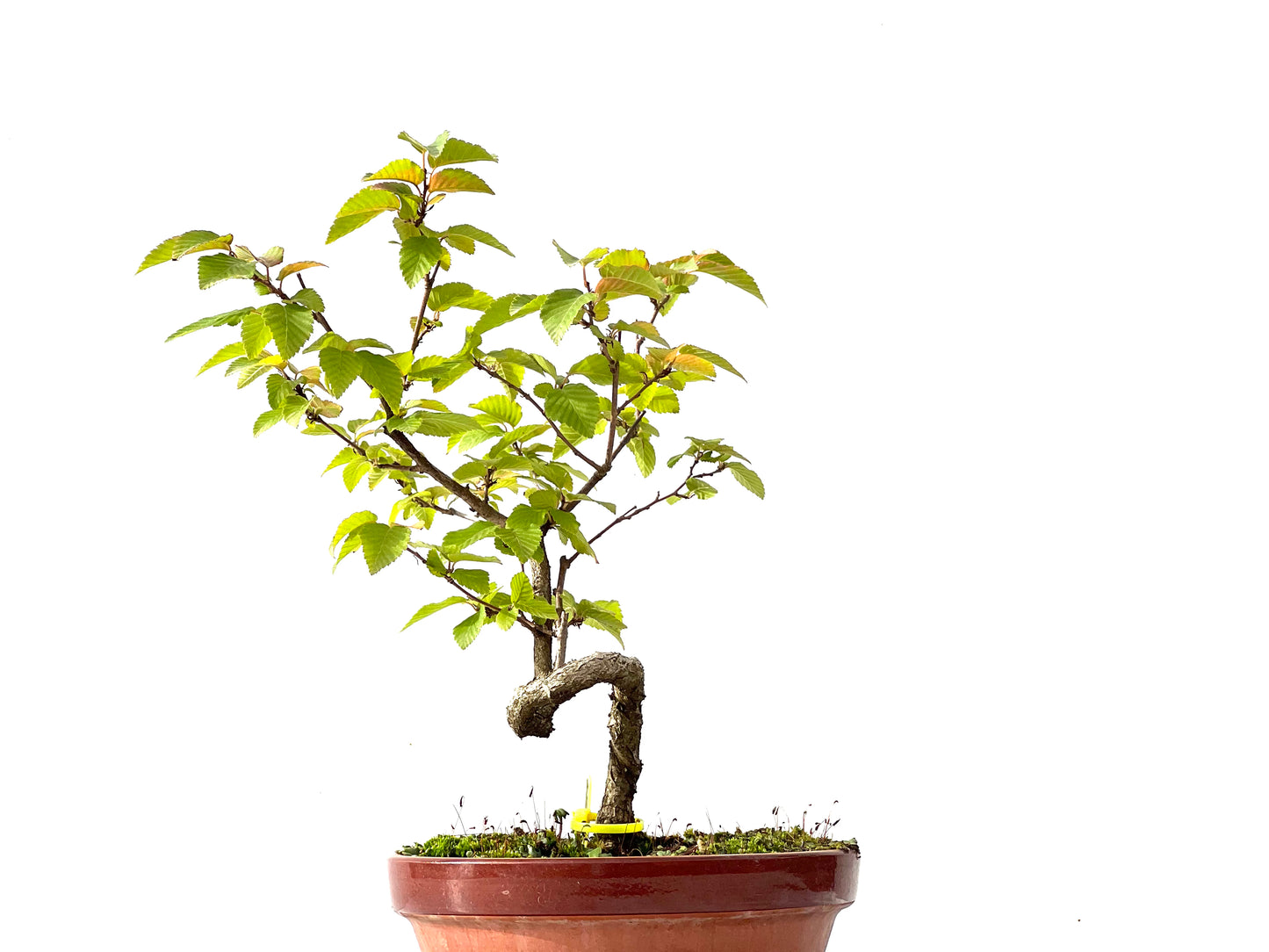 Carpinus Turczaninovii 2389