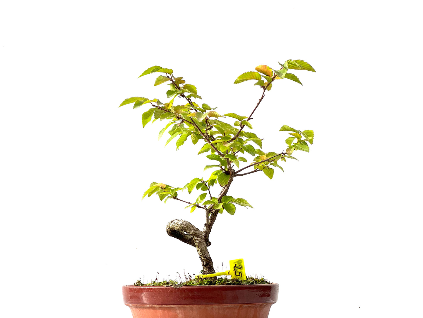 Carpinus Turczaninovii 2389