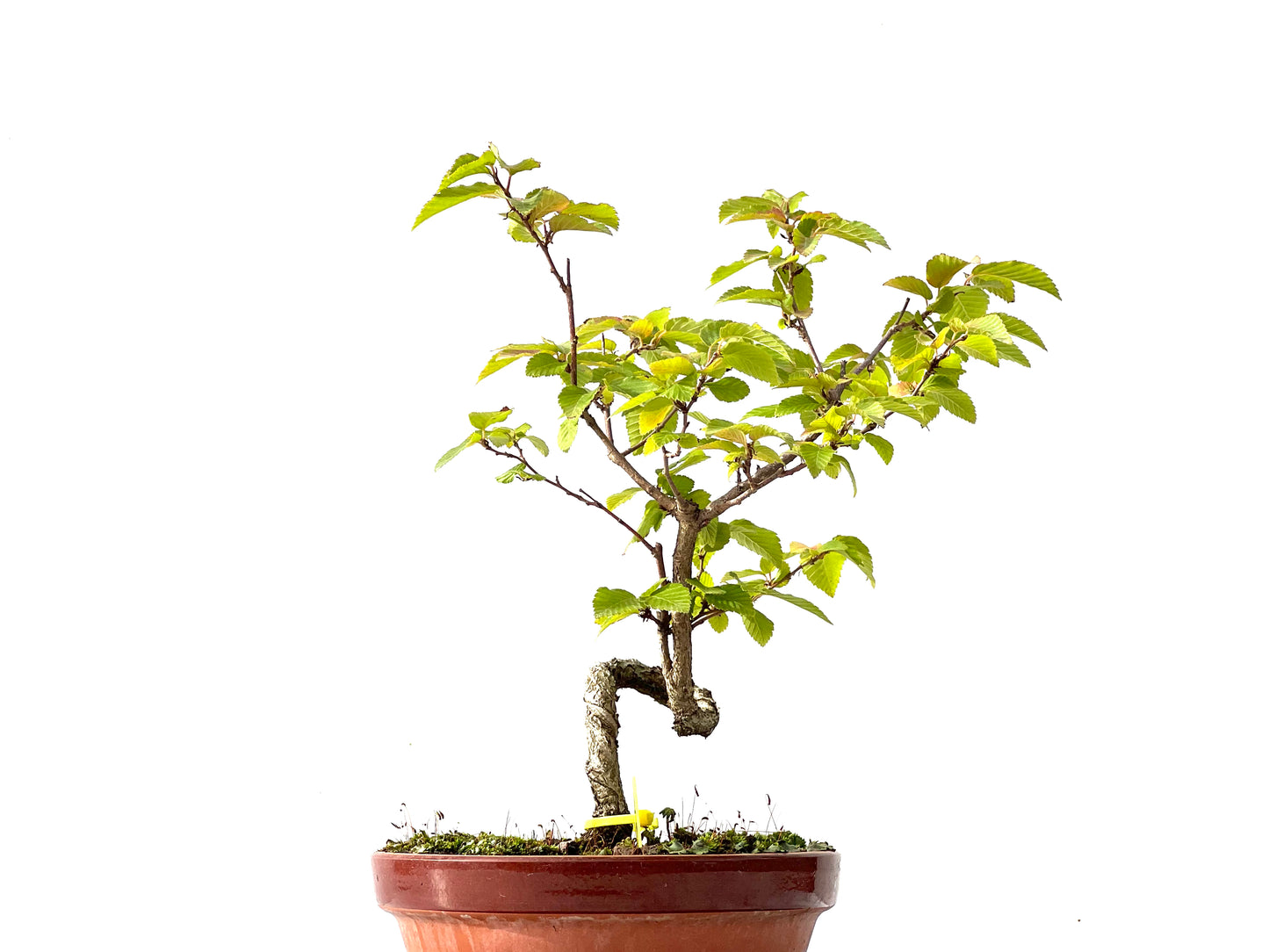Carpinus Turczaninovii 2389
