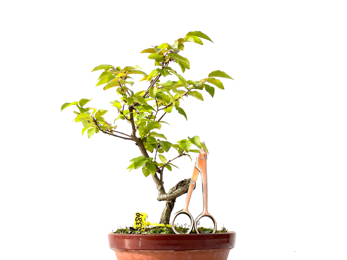 Carpinus Turczaninovii 2389