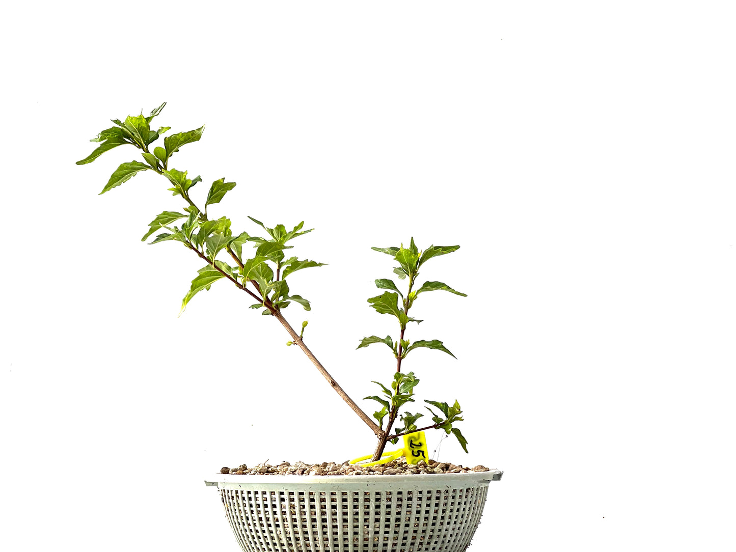 Premna Japonica 2385