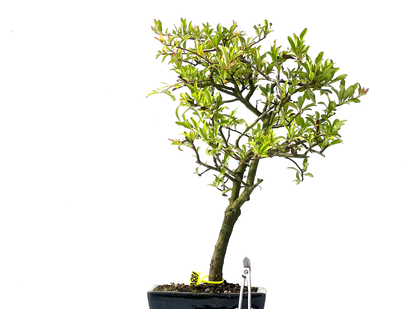 Pyracantha 3881