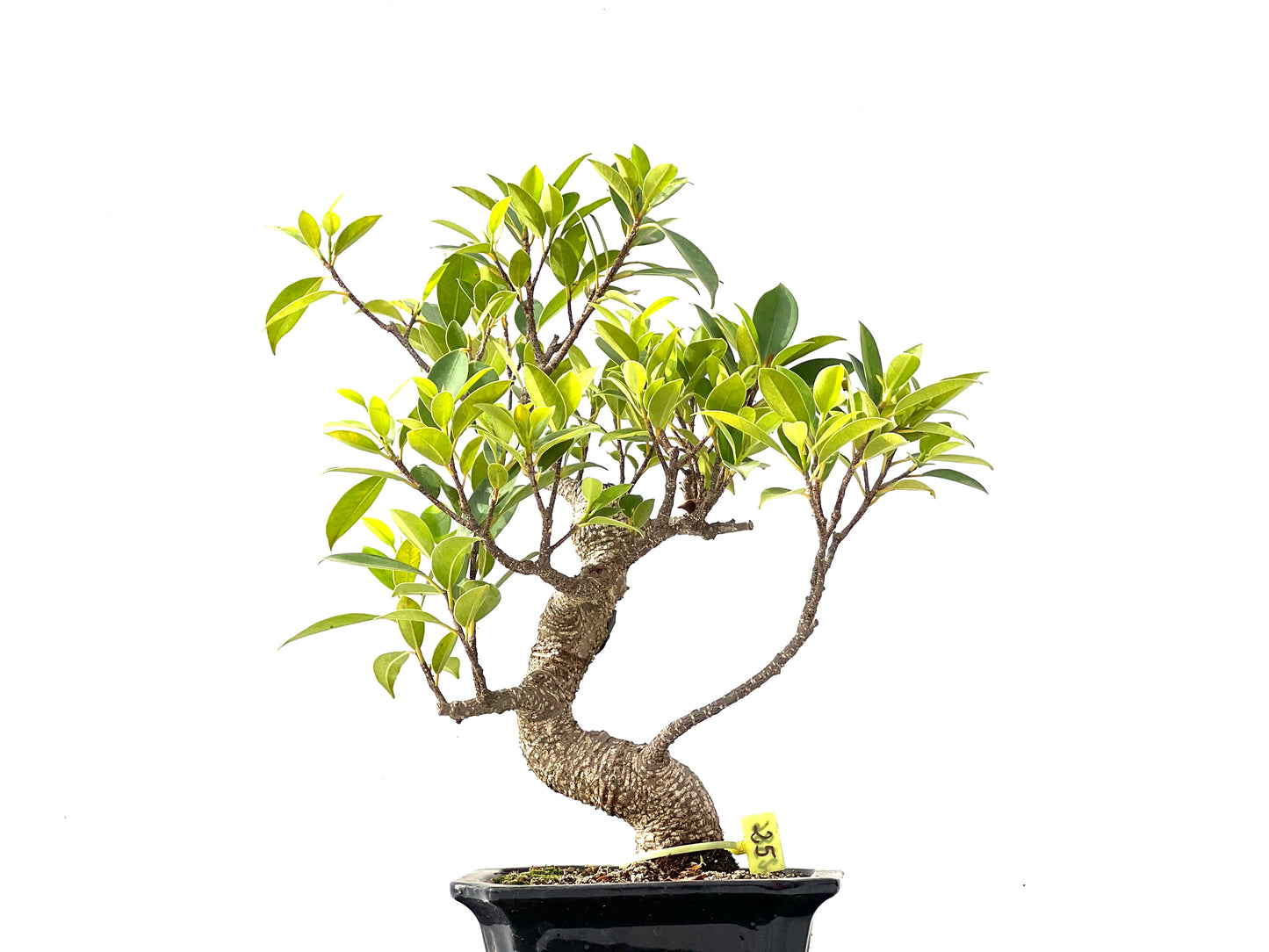 Ficus Tiger Bark 2386