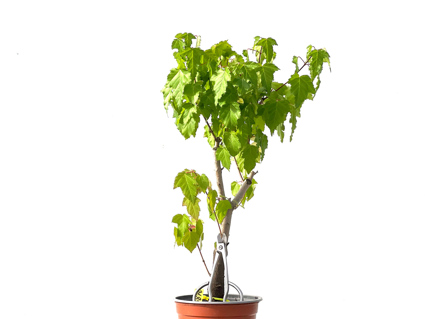Acer Ginnala 3870