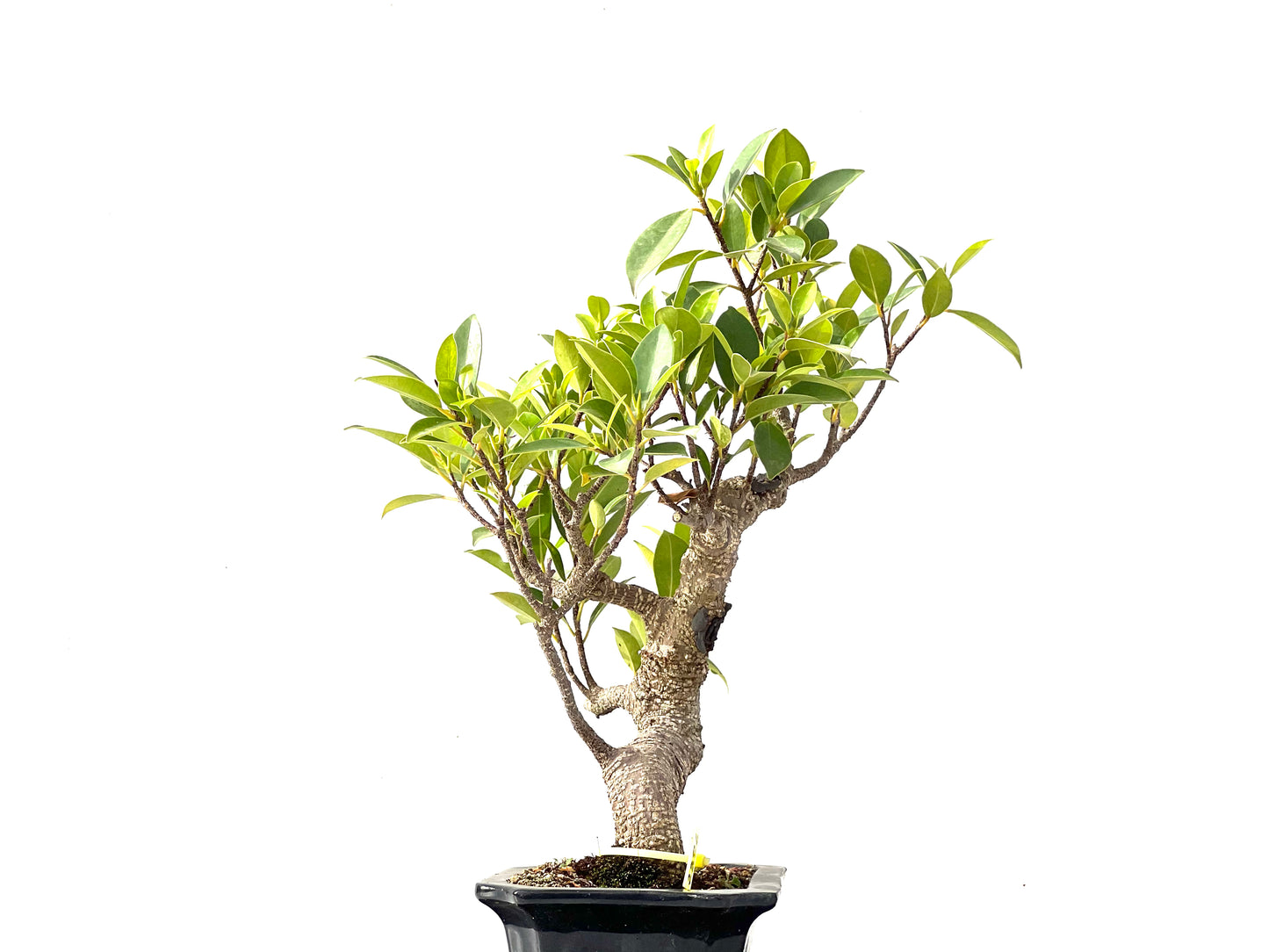 Ficus Tiger Bark 2386