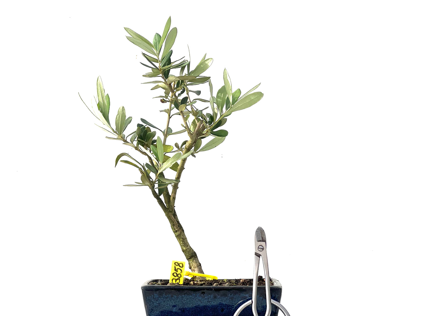 Olea Europaea 3858