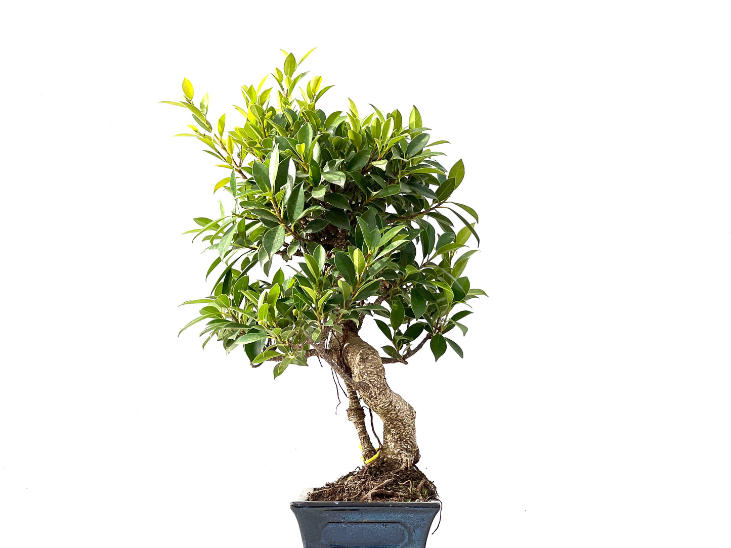 Ficus Tiger Bark 2384