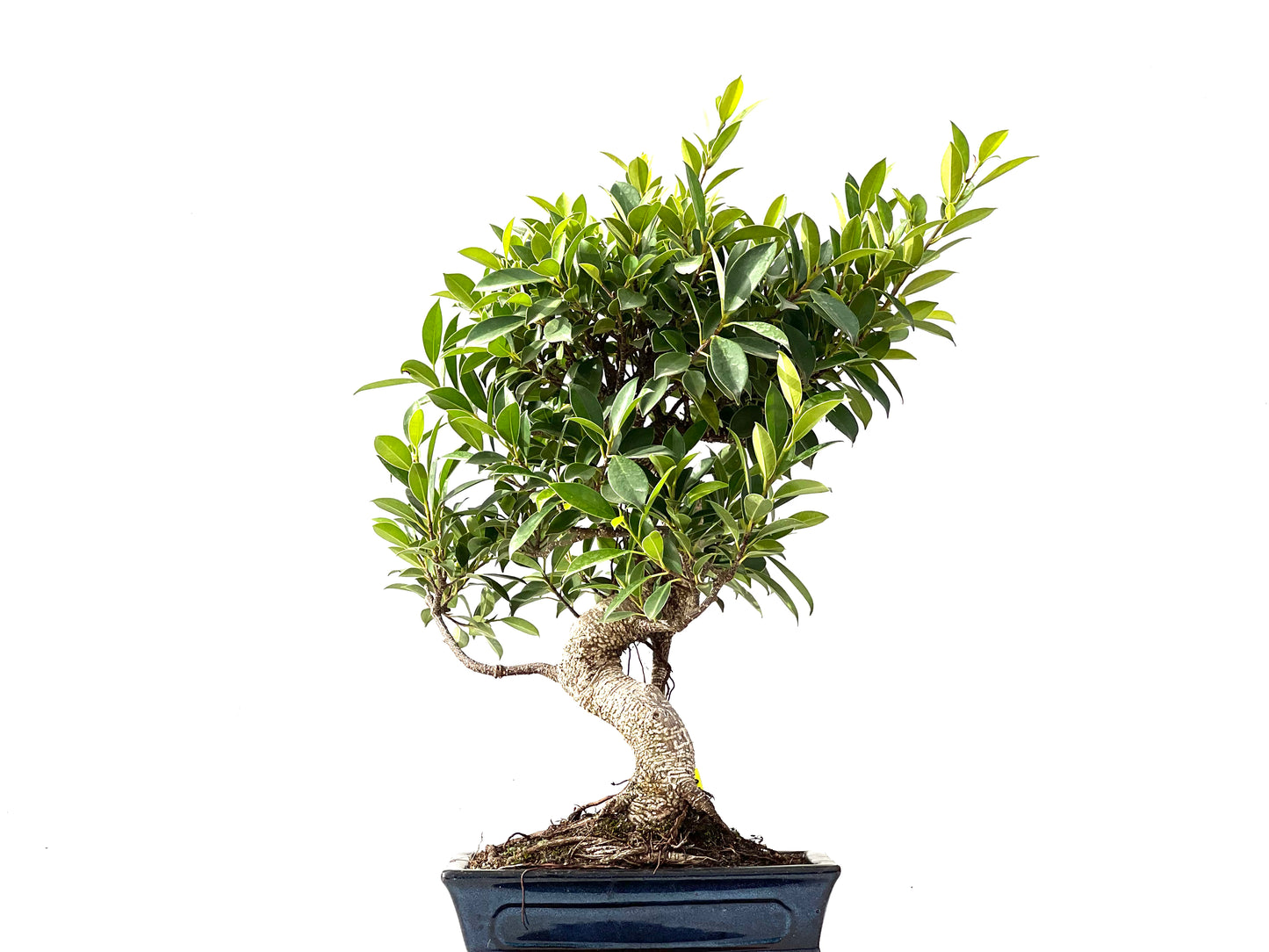 Ficus Tiger Bark 2384