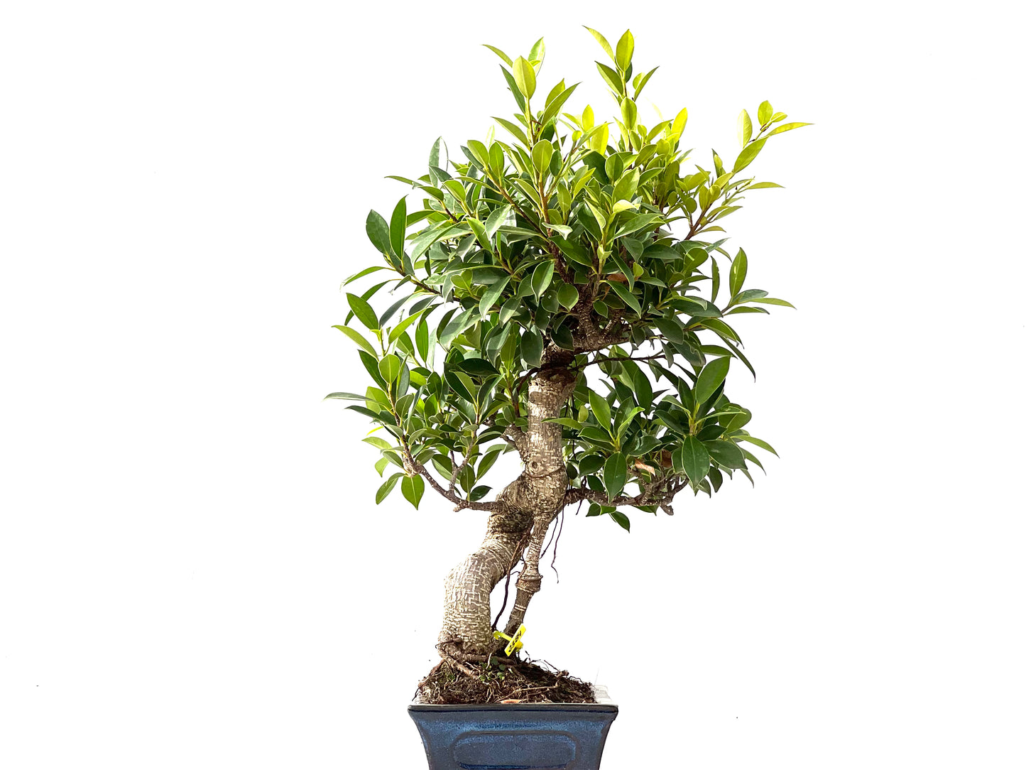 Ficus Tiger Bark 2384