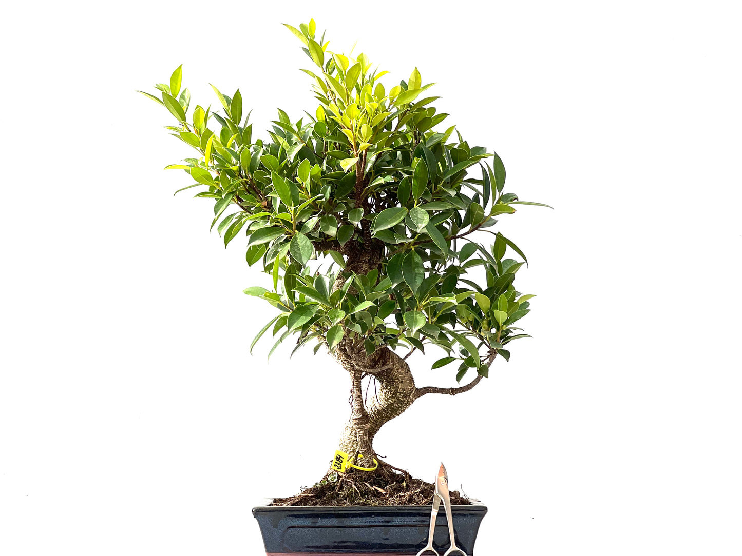 Ficus Tiger Bark 2384