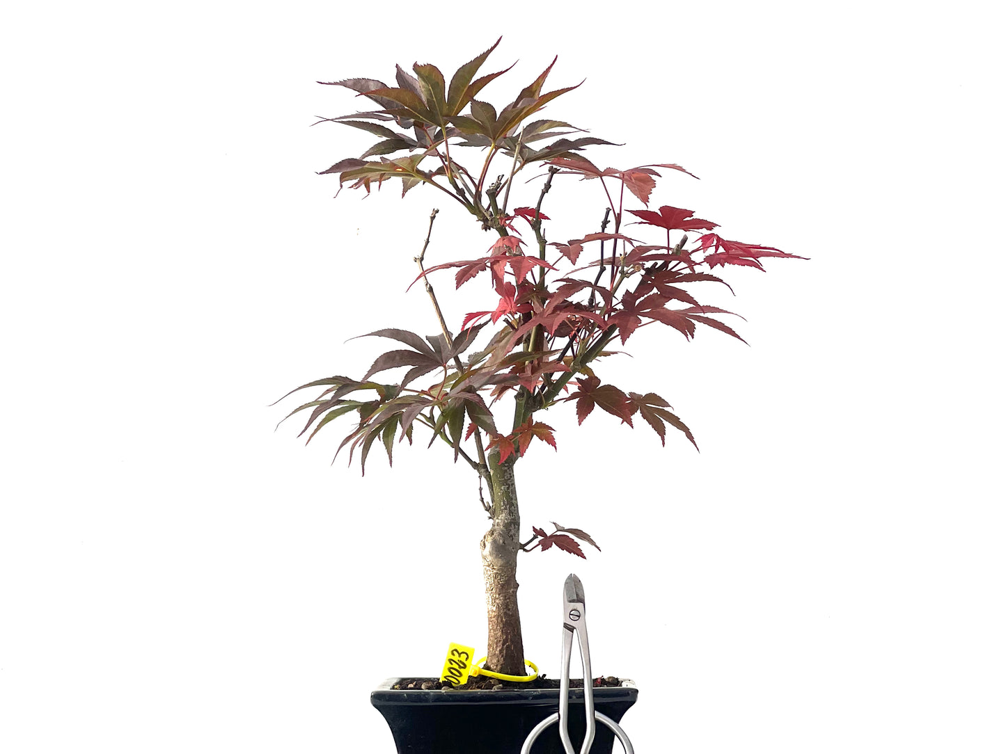 Acer Palmatum Atropurpureum 0023