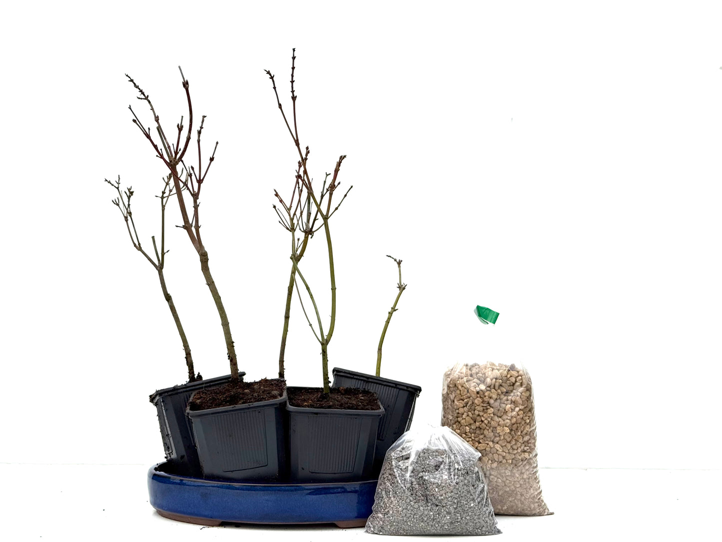 BohePack- Bosque Acer Palmatum Yamamomiji