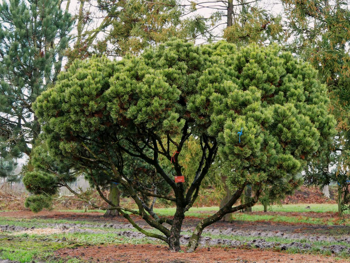 Semillas Pinus Mugo subsp. Mugo
