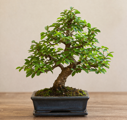 Cómo cuidar un bonsái: guía completa para principiantes