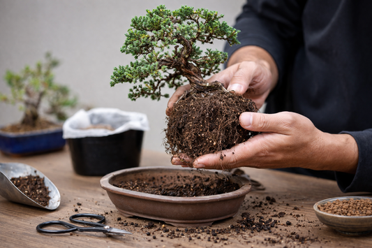 Cuándo y cómo trasplantar un bonsái paso a paso