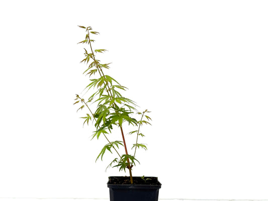 Acer Palmatum Sangokaku
