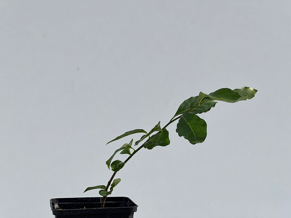Diospyros Rhombifolia