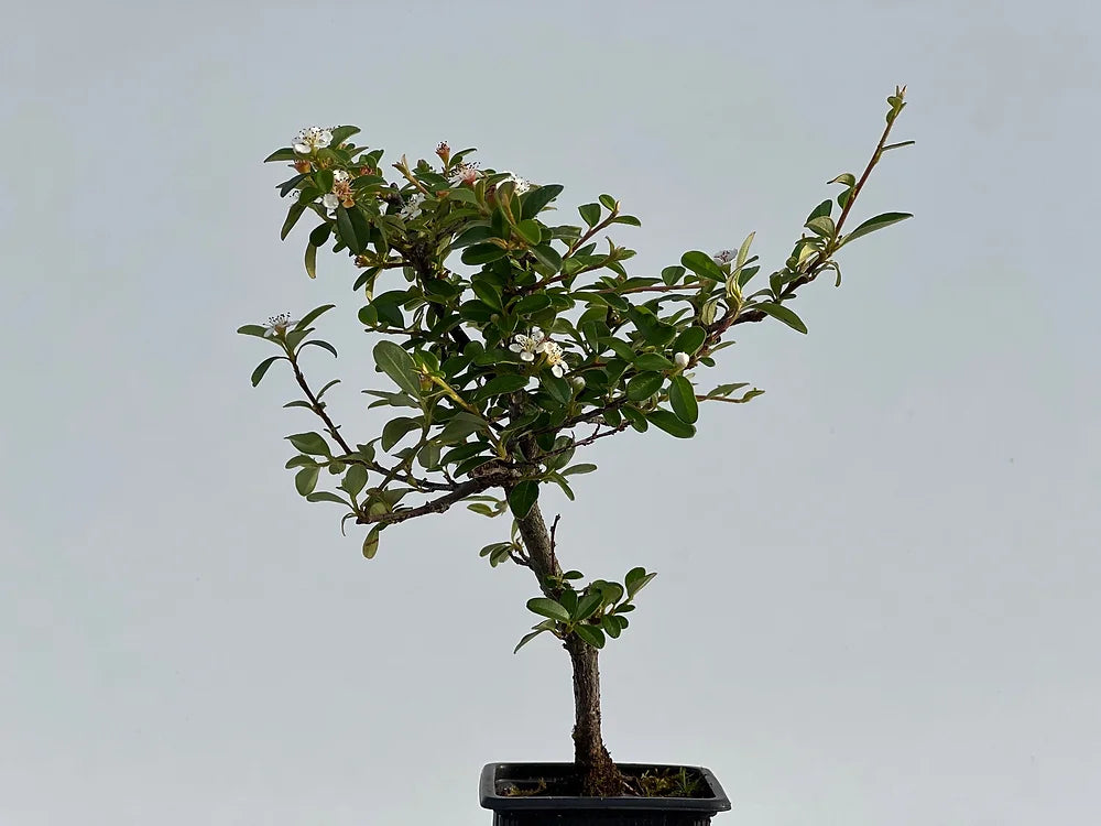 Cotoneaster