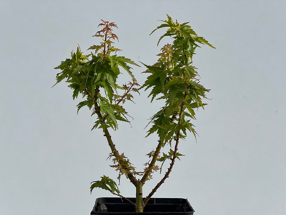 Acer Palmatum Shishigashira