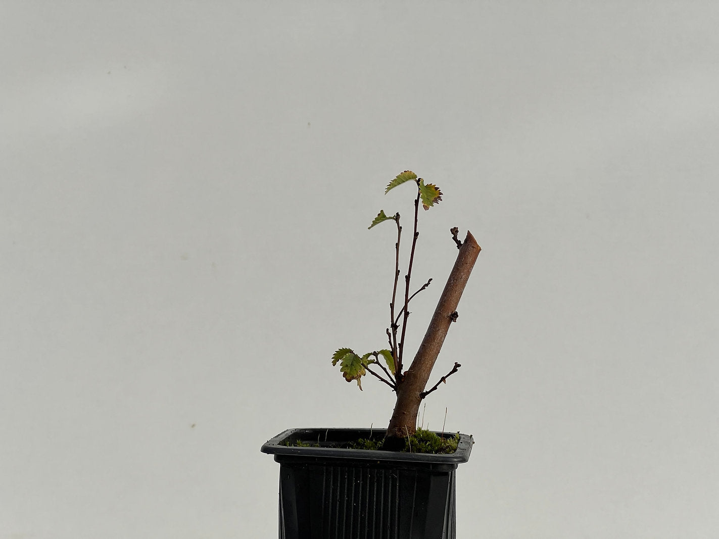 Ulmus Minor