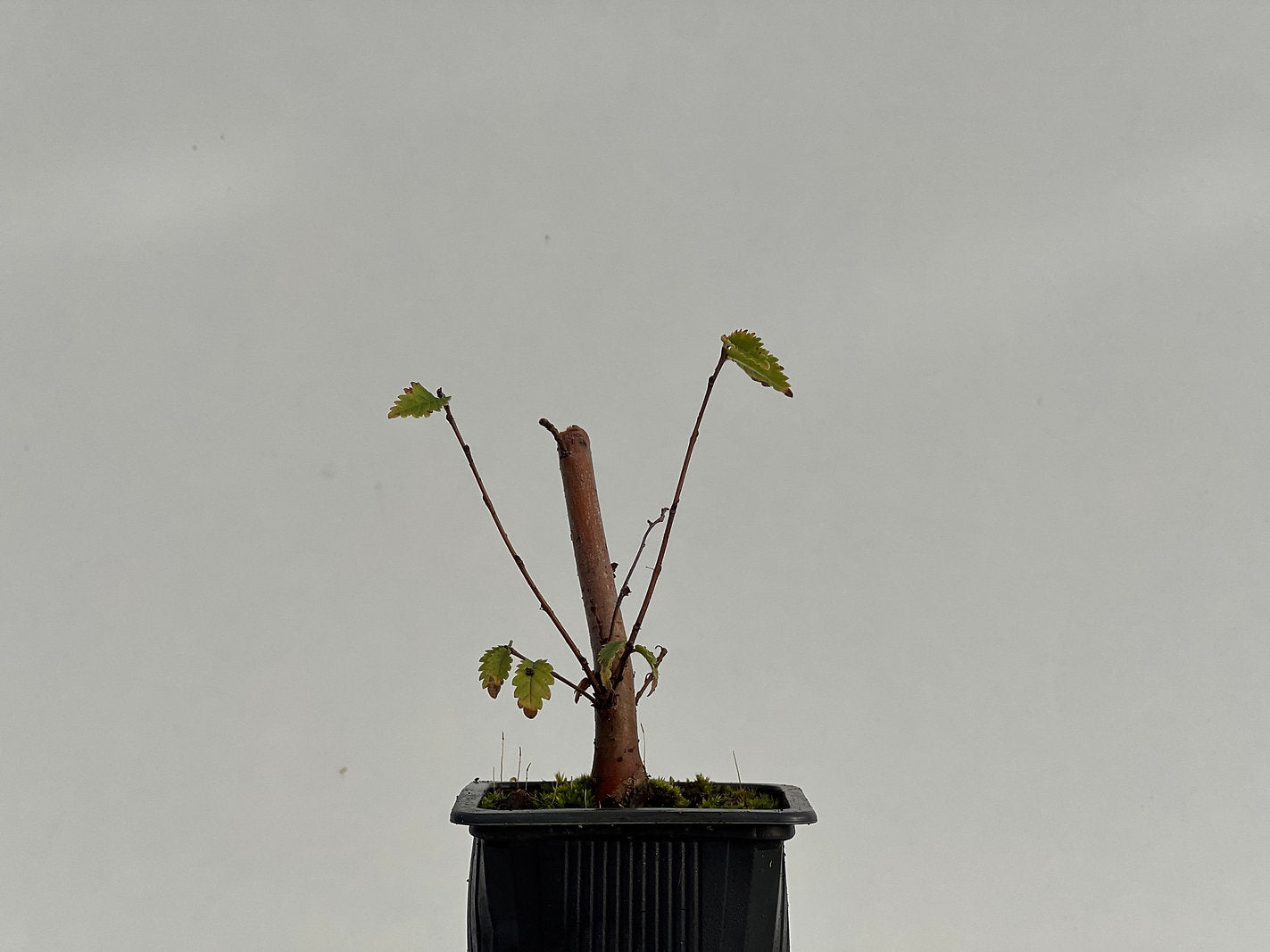 Ulmus Minor