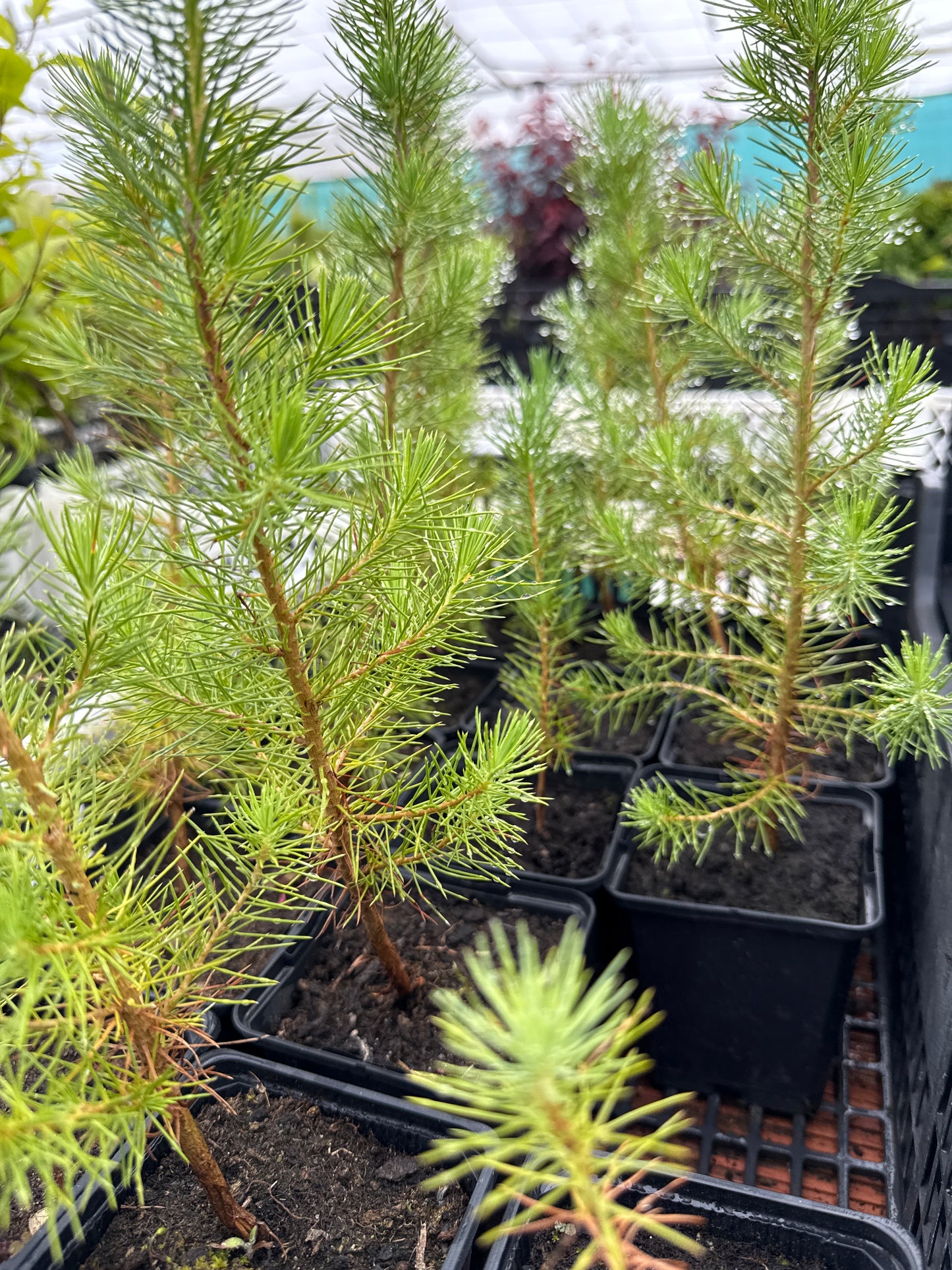 Pinus Halepensis