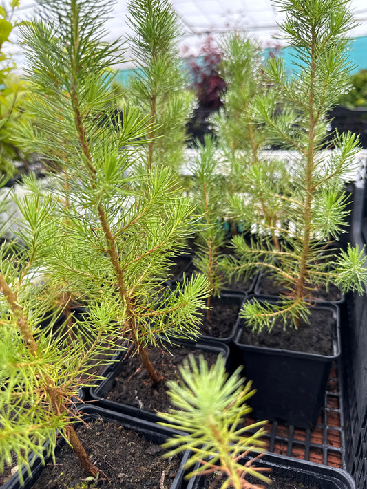 Pinus Halepensis